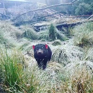 The locals are rather excited that it's snowing in Discover Tasmania! ❄️ Video: Devils at Cradle | Australia.com