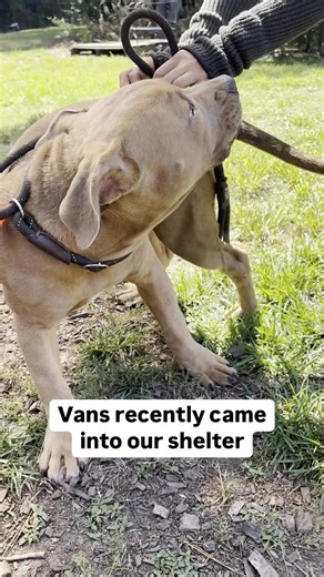 Vans is a 6 month old pup full of wiggles and puppy joy. He makes best friends with everyone he meets and can’t get enough of the outdoors. Whether he’s bouncing around the yard or running with a giant grin, Vans is always ready for fun. Come meet him today at 3280 Chamblee Dunwoody Road! | Dekalb County Animal Services
