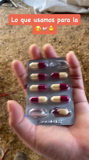 Remedios caseros para la fiebre en gallinas y gallos