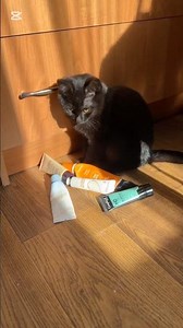 ASMR | Black Cat Playing Softly With Skincare Tubes in Warm Sunlight 😌✨