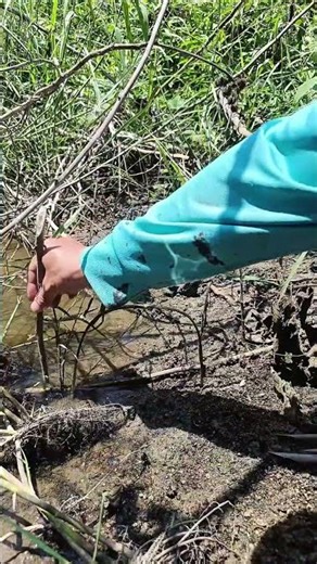 หมายสวยๆแบบนี้ Simple bird snare setup #wood # #woodworking #woodscraft#diy