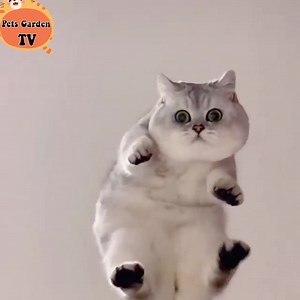 Funny cute cats 😍 | Cats Life