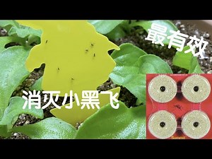 【室内种植烦恼之小黑飞】用最有效的方法防治小黑飞Fungus Gnats