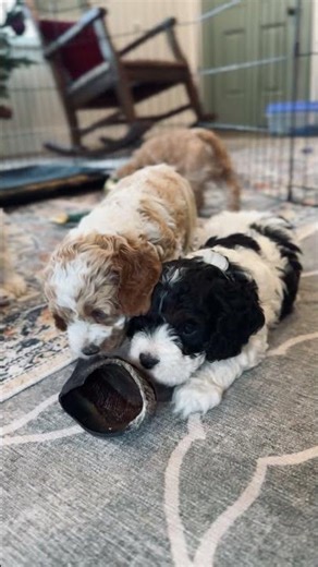 Pluto and Mercury Chewing