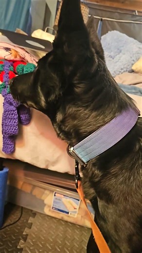 Not sure how she feels about the record player #puppy #fun #arcticmonkeys @arcticmonkeys