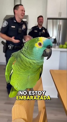 Loro dice ser “doctor” y diagnostica al policía… ¡embarazado! 😂🦜👮‍♂️