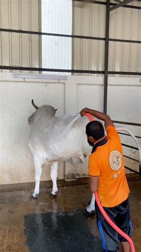The cow is being bathed and the cowshed is being cleaned. #viralreels #reelsfbシ #facebookviral #Amazing #farming | Expensive Bulls