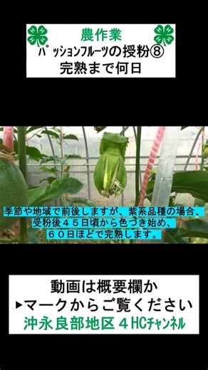 【農作業】パッションフルーツの人工授粉作業⑧