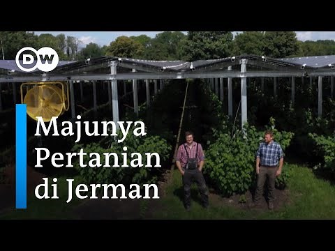 Inovasi Petani Jerman: Bertani Ramah Lingkungan dan Pasok Listrik dengan Panel Surya | DW Inovator
