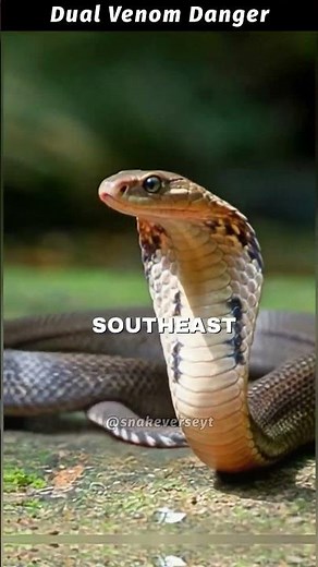 Chinese Cobra — Naja atra Asia’s Silent Cobra