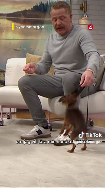 Så tränar du hunden som självaste hundcoachen Fredrik Steen! 🐕 #dog #dogwhisper