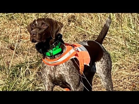 Getting Ready for Upland Season | Bird Dog Training with Our German Shorthair Annie