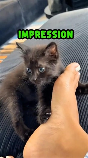 KiTTen SaiD wHaT hE SaiD ⛹️‍♂️🎭