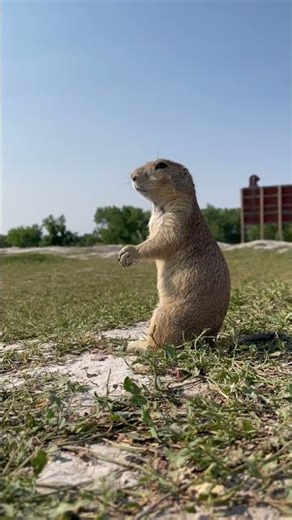 Prairie dogs have an incredibly complex language!