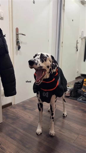 Chanson d´Amour Royal Hermelin 🐶 on Instagram: "Naše klasické ráno, taková slow morning routine. 🥱 Před práci vždy jen rychlé venčení a napapání. Jo a opravdu nejsem ranní ptáče. Snad v tom nejsem sám. 🫣😍 #morningroutine #dog #dalmatin #dalmatian #dogoftheday #dalmation #dalmationsofinstagram #dogofinstagram"