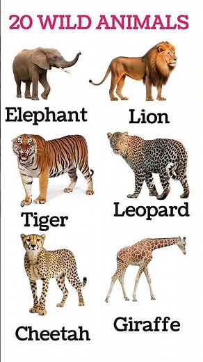 25 Wild Animal Names in English & Hindi | Kids Learning Video |