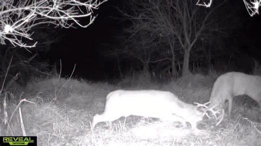 Post-Rut BATTLES! As we transition from the rut into post-rut bucks are searching for the last does and competition can be high. This can be a great time to bust out the @illusion_systems black rack and capitalize on all of that emotion! Check out the Deer Society YouTube channel for tips on calling and communicating to be more successful this time of year! #deersociety #outdoors #bigbucks #bbd #illusionsystems #bowhunting #deerhunting | The Deer Society
