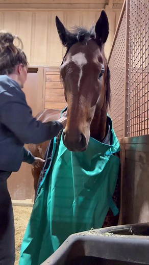 Launching now at TACKTICAL.COM #horses #blankets #rodeo #barrelracing | Fallon Taylor