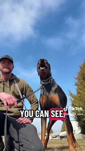 Meet the Gentle Giant Doberman