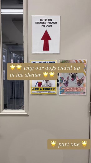 Everyone has a story. #voorhees #voorheesanimalorphanage #voorheesnj #adoptdontshop #dogs #dogsoftiktok #shelterdogs #shelterdogsoftiktok #pitbull #pitbullsoftiktok #fyp #trending #newjersey #southjersey #northjersey #philadelphia #newyork #maryland #delaware #boardercollie #corgi #corgisoftiktok #husky #huskyoftiktok #labradorretriever