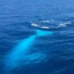 Woww 😱😱video byBig Cat Green Island Reef Cruises | Playa