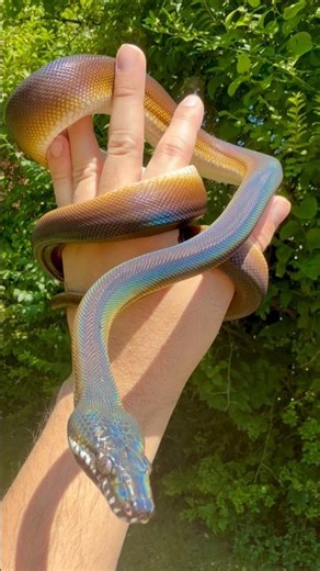 Meet Rolly: The Incredible White Lipped Python!