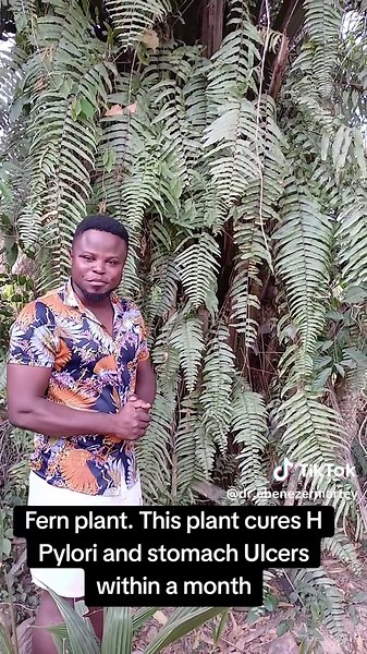 Fern Plant: Natural Cure for H. Pylori and Stomach Ulcers
