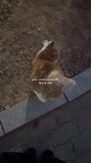 Exploring Unemployed Life in Korea: A Personal Vlog