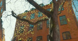 Scene with tree and old house