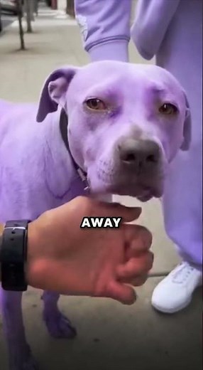 Man saves the purple dog