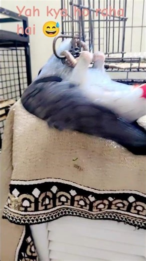 smart parrot African grey masti time 😅😘🦜#talkingparot#smartparrot#Africangrey