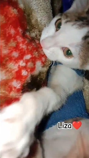 ye hume nhi baithne deti bed pr 🙄🙄 #shorts #youtubeshorts #cat #viral #catlife