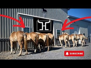 Belgian Draft Horse's for Sale | Meet the Herd: Stallion, Mares & Behind the Scenes