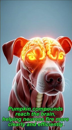 How Pumpkin Benefits a Dog’s Body | Anatomical Breakdown, Digestion Process 🐶🎃 | #shorts