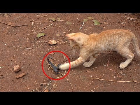Scorpions vs Cats