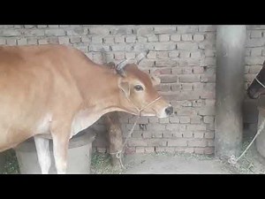 Mother Cow Screaming and calling her baby calf to feed( Cow Sound Effect )