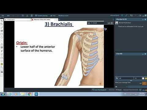Muscles of the Arm - Dr. Ahmed Farid