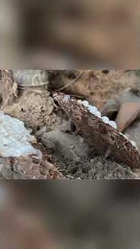 How to Handle Giant Hornets Safely #gianthornets #hornetnestremoval #wildliferescue