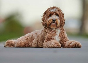 The Ultimate Labradoodle Puppy Ownership Guide