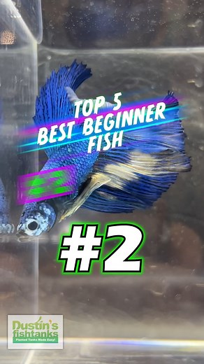 3K views · 38 reactions | TOP 5 BEST BEGINNER AQUARIUM FISH #2! What...