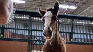 New Clydesdale colt born at Anheuser-Busch's Warm Springs Ranch in Missouri