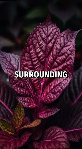 🌿 The Science of Plant Communication