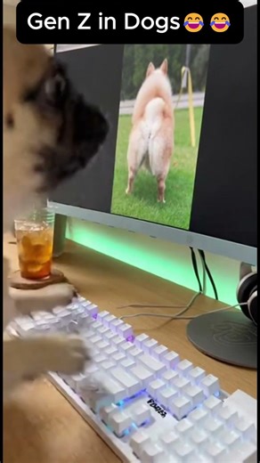 Dog Gets Caught Using Computer #dog #funny #shorts