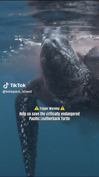 #savetheturtles #turtle #conservation #donate #solomonislands