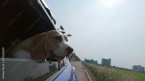 Beagle dog having fun while traveling in the car. Dog looking through car window while driving on road