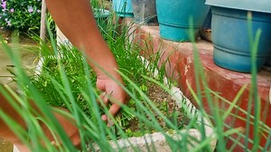 257K views · 4.5K reactions | Dry lentils | Masoor dal | Hawai Musori - Thao yaodabi Chamthong 襤襤 Yummy yummy #lentils #cooking #recipe #Manipur #exploring #food | Exploring Manipur | Facebook