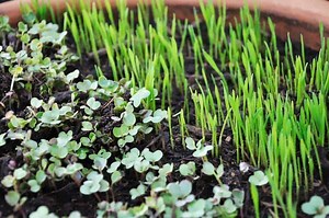 Hydroponic Microgreens: Do Nutrients Matter?