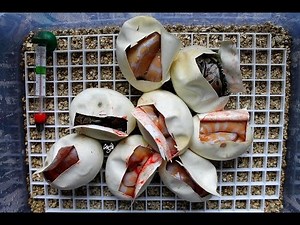 "Incision des oeufs" Python Regius Albinos X Het Albinos Saison 2015/2016