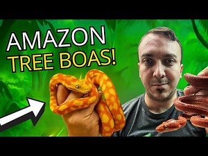 ALL About Amazon Tree Boas | Brass Man Reptiles