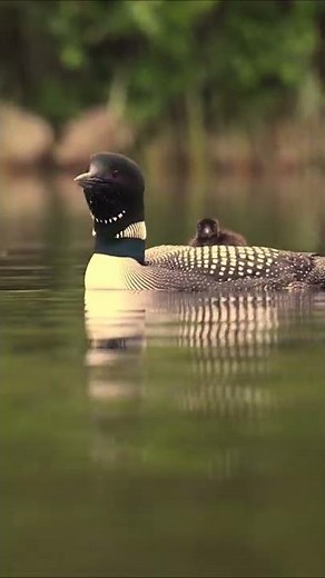 Common Loon Call